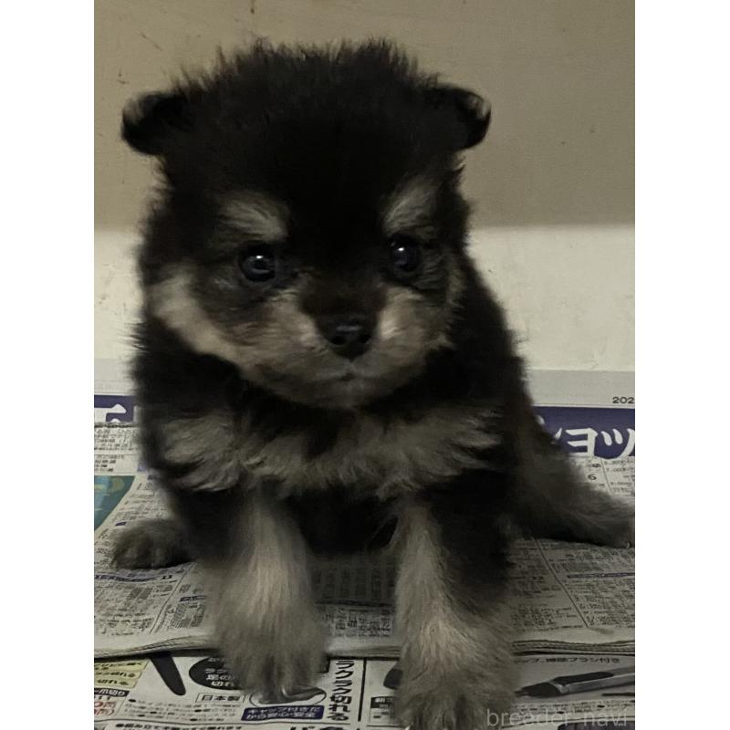 販売中の東京都のミックス犬-401587の3枚目