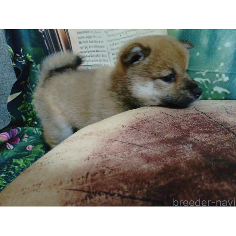 販売中の富山県の豆柴-401602の6枚目