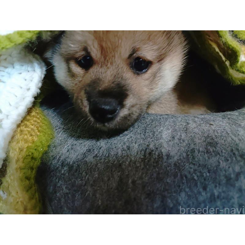 販売中の富山県の豆柴-401602の4枚目