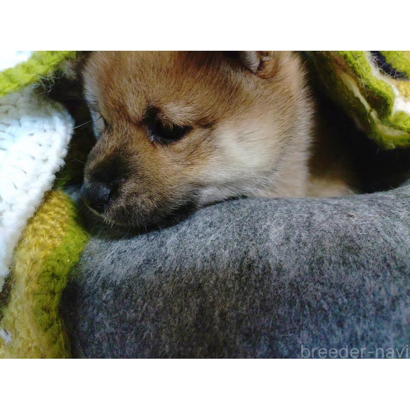 販売中の富山県の豆柴-401602の3枚目