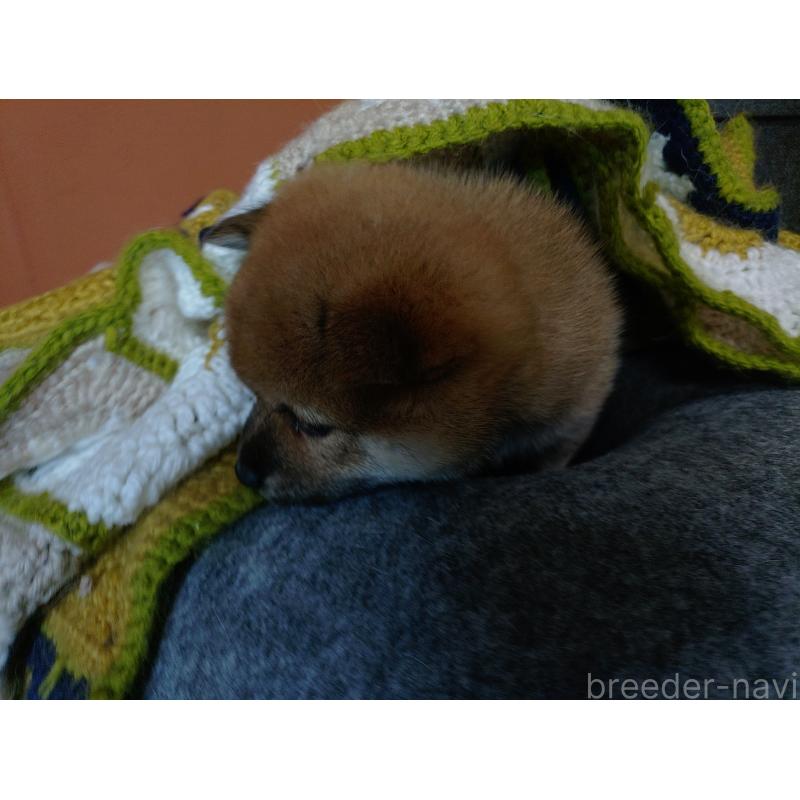 販売中の富山県の豆柴-401602の2枚目