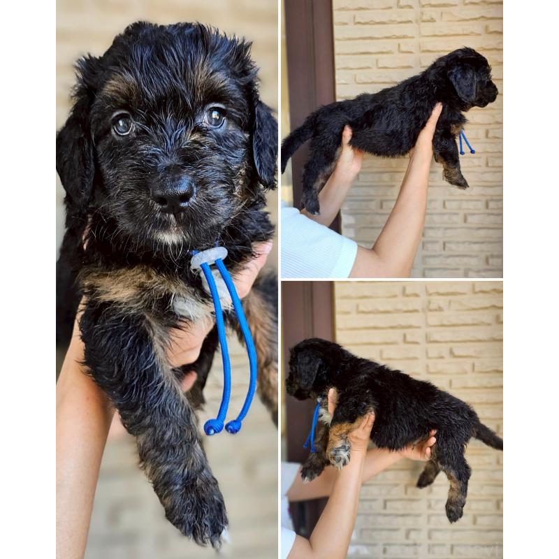 販売中の長野県のミックス犬-397517