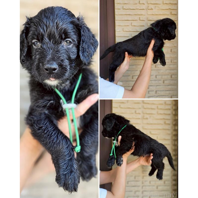 販売中の長野県のミックス犬-397519