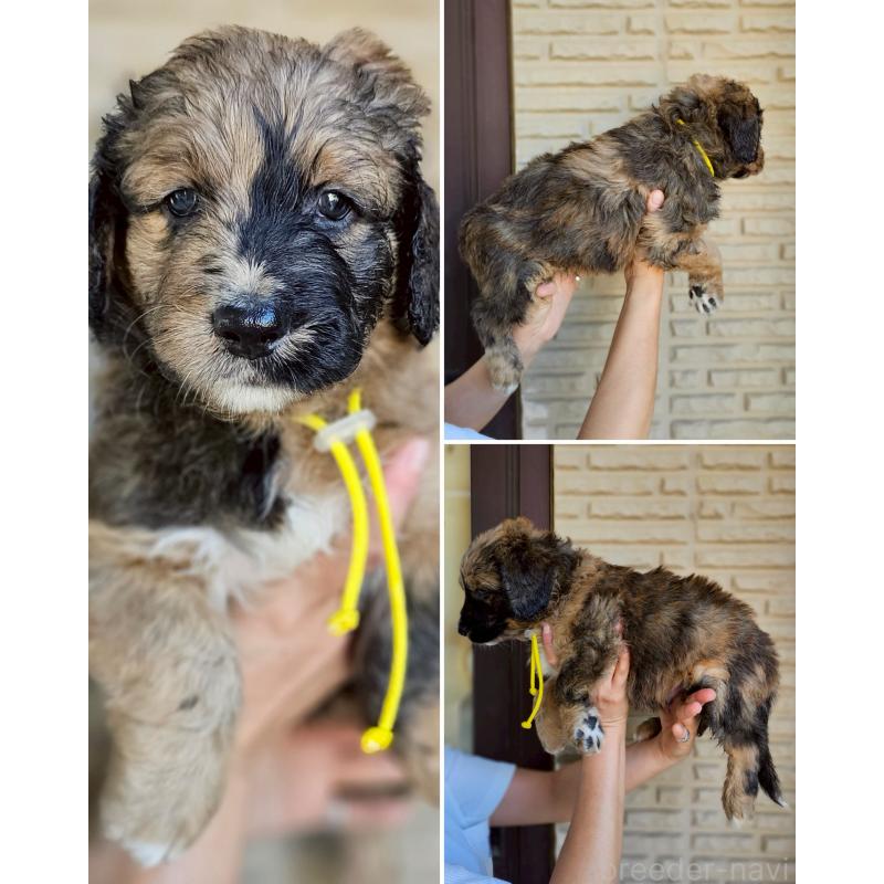 販売中の長野県のミックス犬-397516