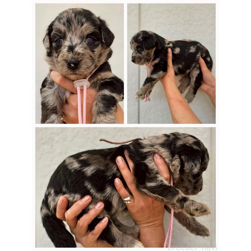 販売中の長野県のミックス犬-395397