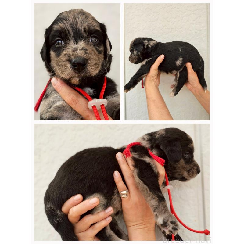 販売中の長野県のミックス犬-395396