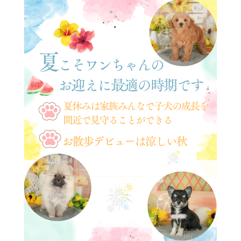 成約済の東京都のチワワ(ロングコート)-389825の4枚目