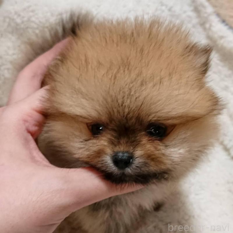 販売中の愛知県のポメラニアン-401816の4枚目