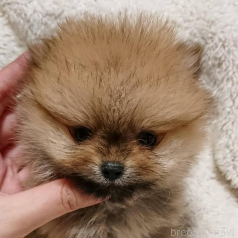 販売中の愛知県のポメラニアン-401816の2枚目