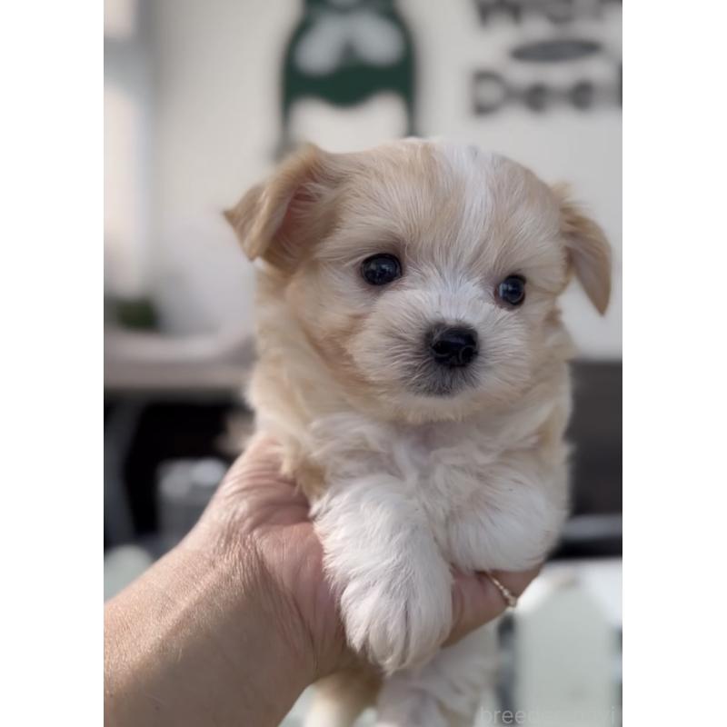 販売中の福岡県のミックス犬-401822の4枚目