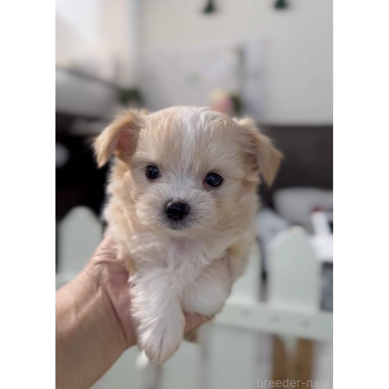 販売中の福岡県のミックス犬-401822の3枚目