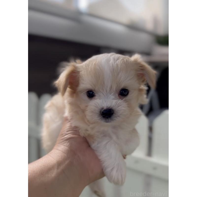 販売中の福岡県のミックス犬-401822の2枚目