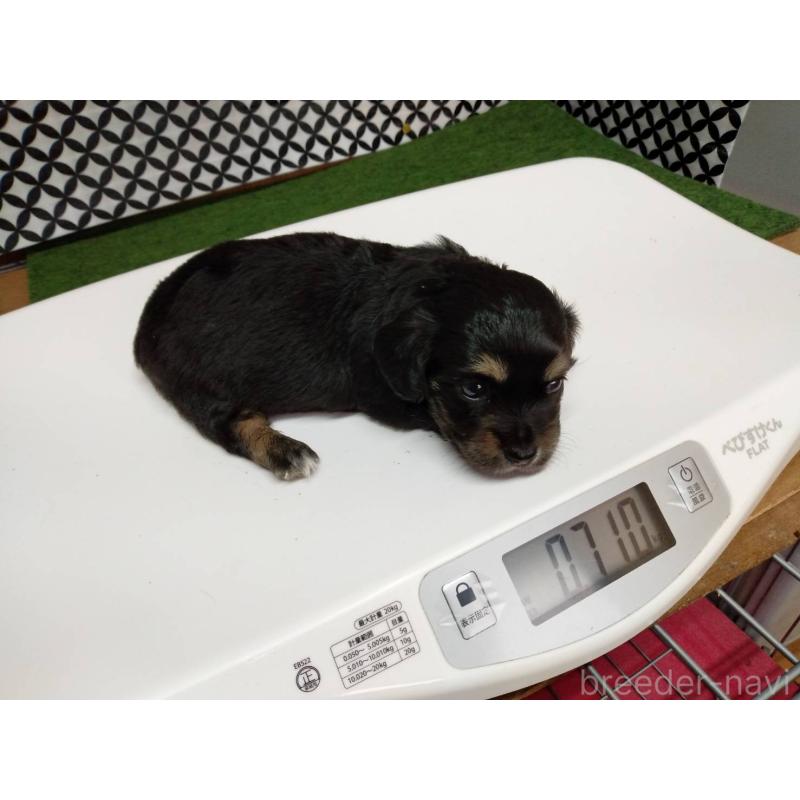 販売中の埼玉県のチワックス:チワワ×ミニチュアダックスフンド-401825の3枚目