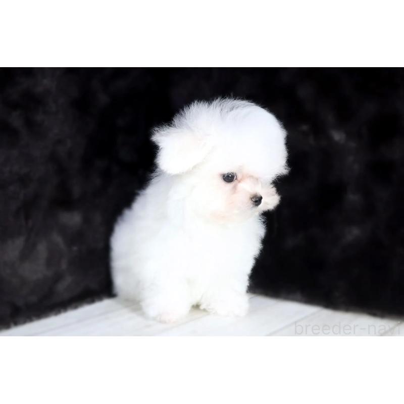 販売中の京都府のマルチーズ-401826の4枚目