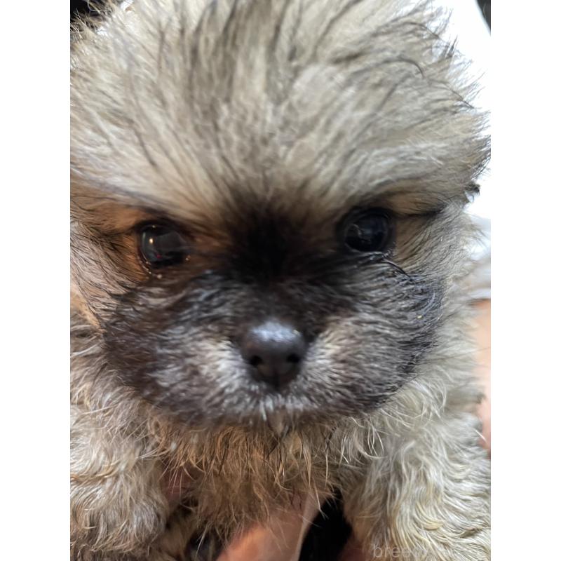 販売中の埼玉県のミックス犬-397103