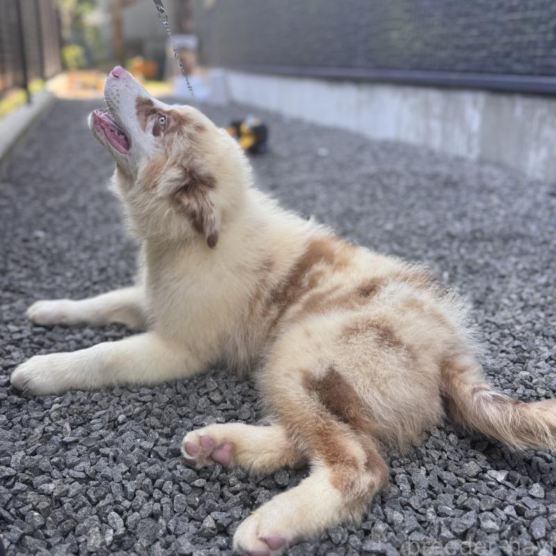 販売中の山梨県のオーストラリアンシェパード-381482の8枚目