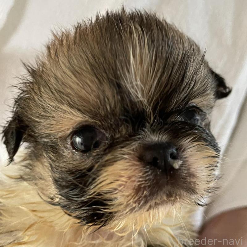 販売中の埼玉県のミックス犬-397097