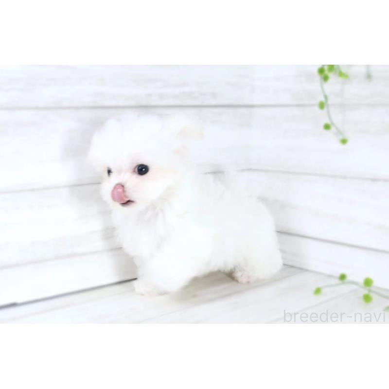 販売中の京都府のマルチーズ-401827の4枚目