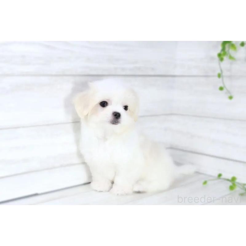 販売中の京都府のマルチーズ-401831の3枚目