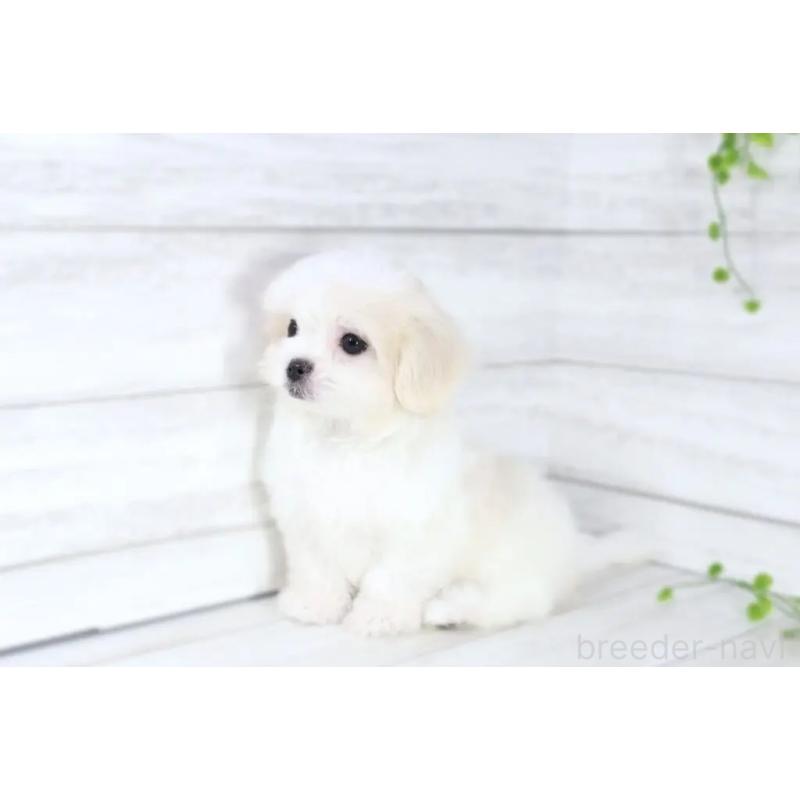販売中の京都府のマルチーズ-401831の2枚目