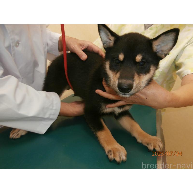 成約済の大阪府の柴犬-391652の5枚目