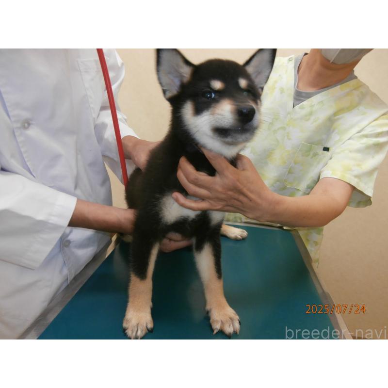 成約済の大阪府の柴犬-391654の5枚目