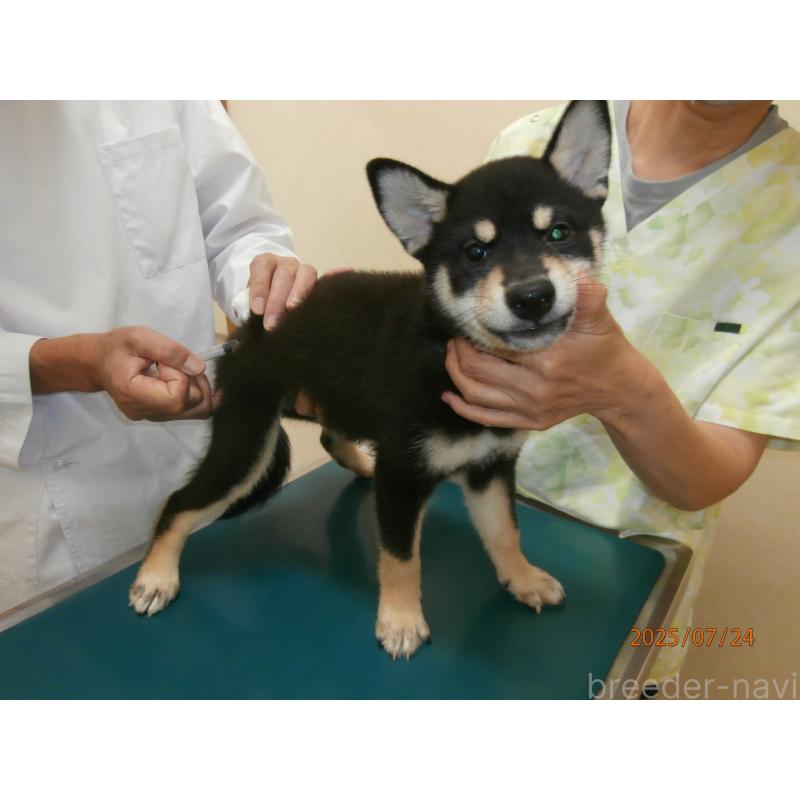 成約済の大阪府の柴犬-391654の4枚目