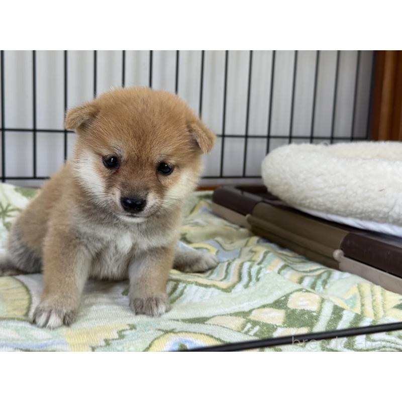 販売中の岡山県の豆柴-401841の4枚目