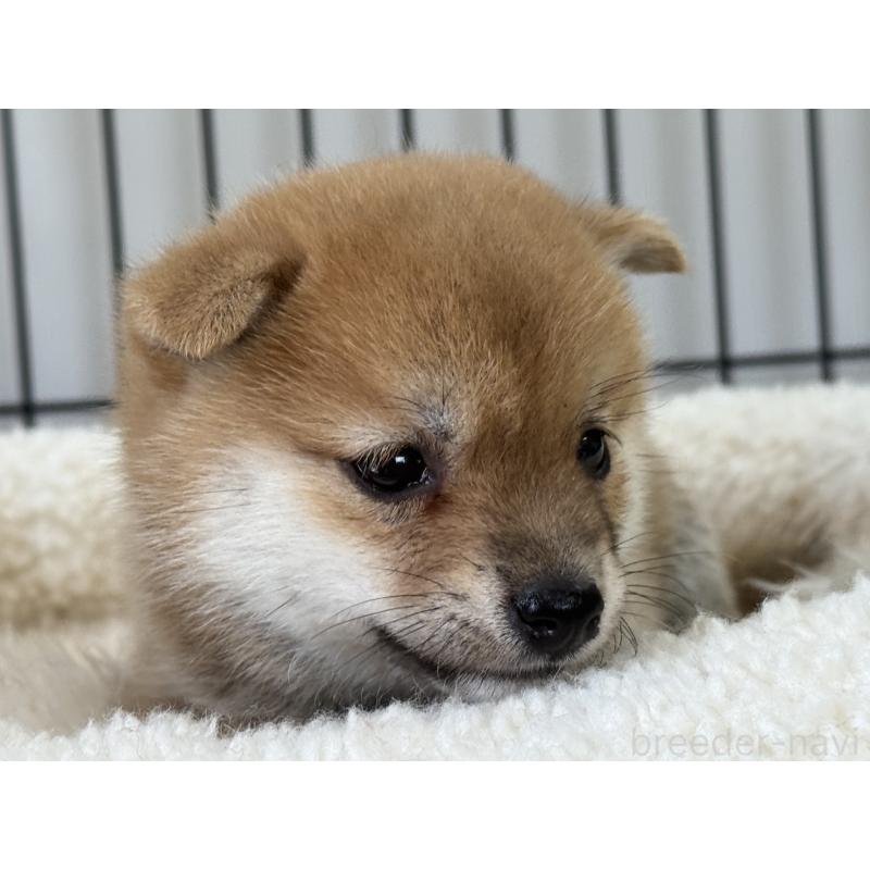 販売中の岡山県の豆柴-401841の3枚目