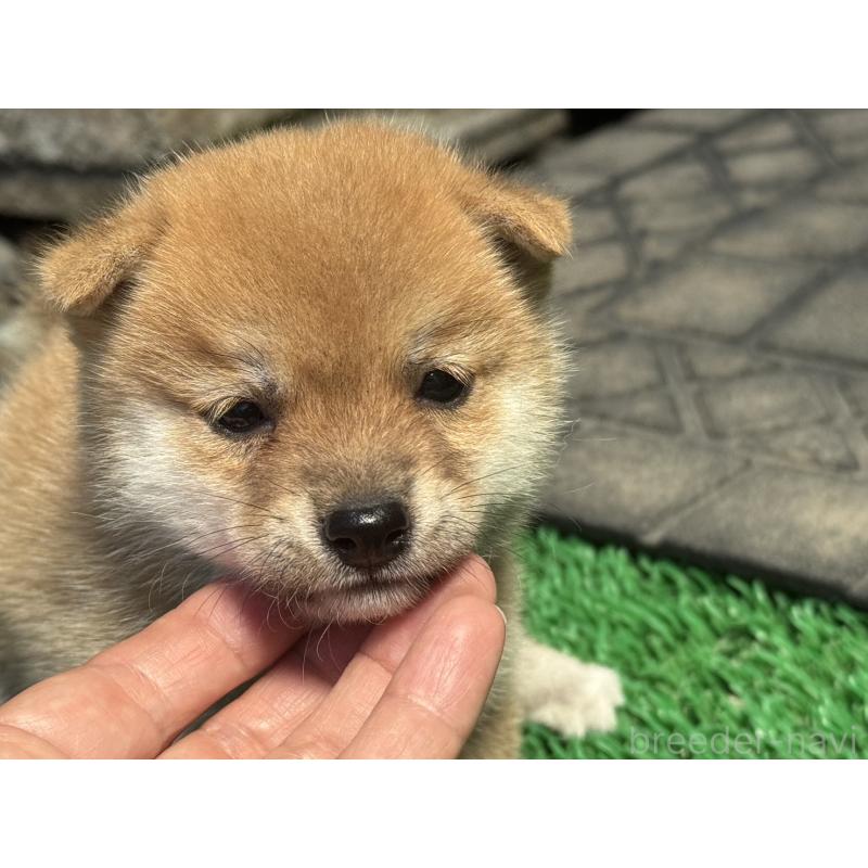販売中の岡山県の豆柴-401841の2枚目