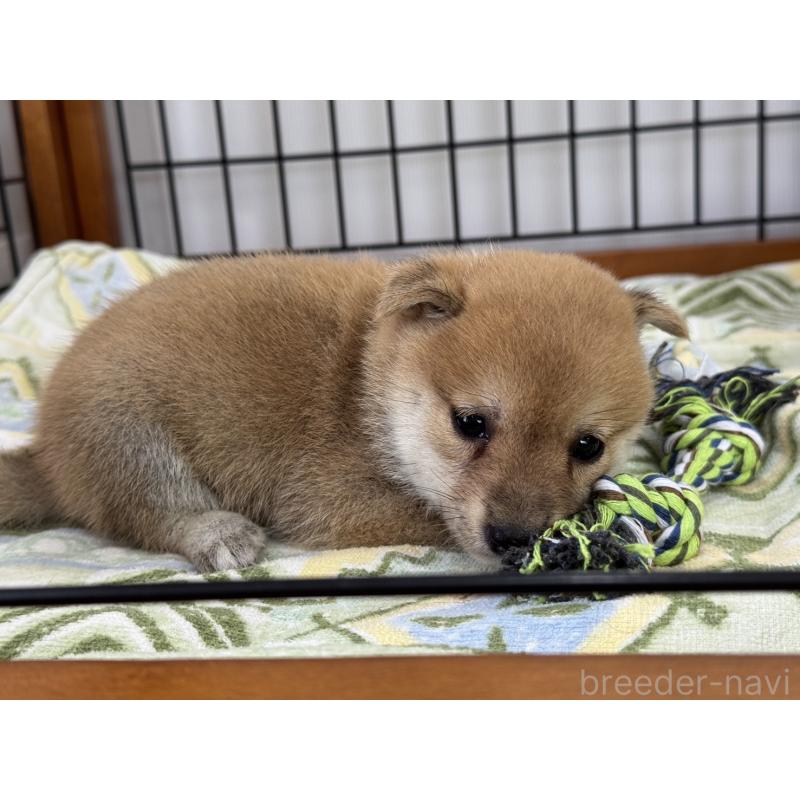 販売中の岡山県の豆柴-401842の3枚目