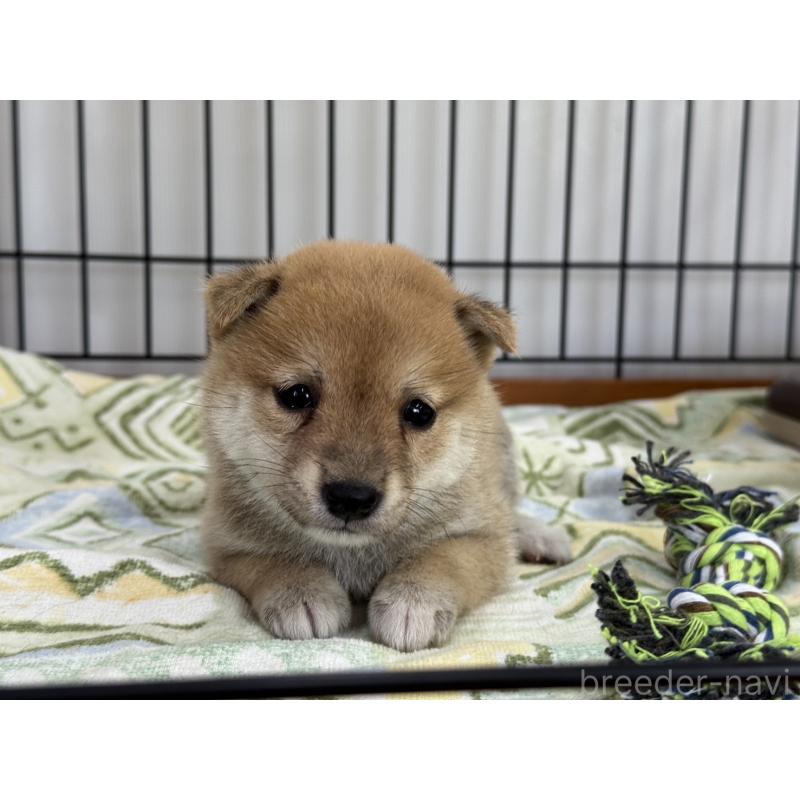 販売中の岡山県の豆柴-401842の2枚目