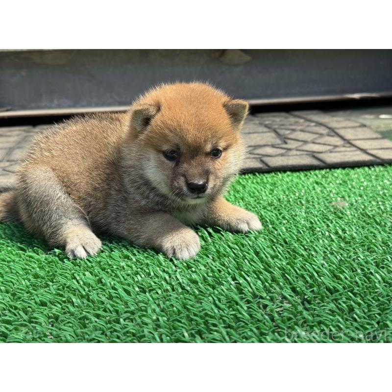 販売中の岡山県の豆柴-401844の1枚目