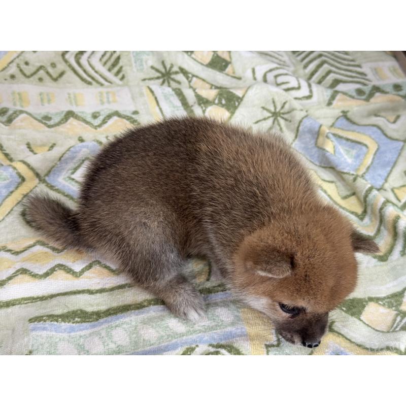 販売中の岡山県の豆柴-401844の5枚目