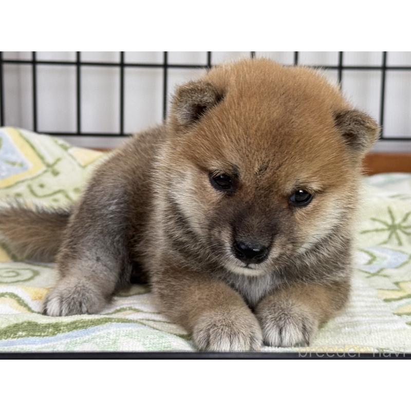 販売中の岡山県の豆柴-401844の4枚目