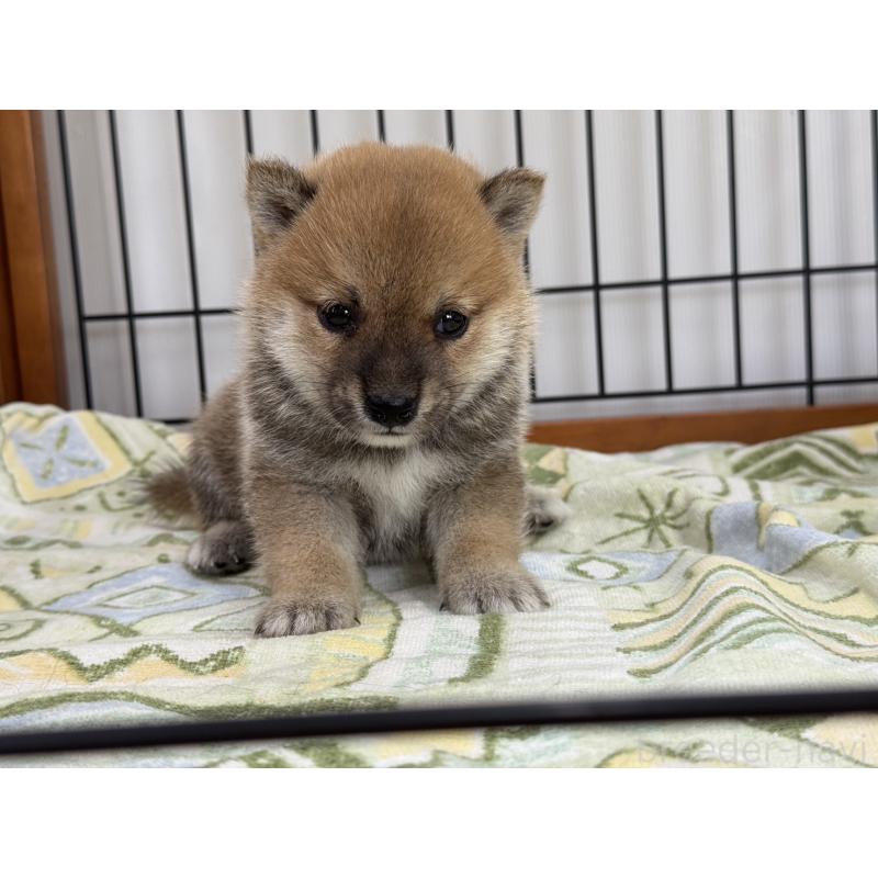 販売中の岡山県の豆柴-401844の3枚目