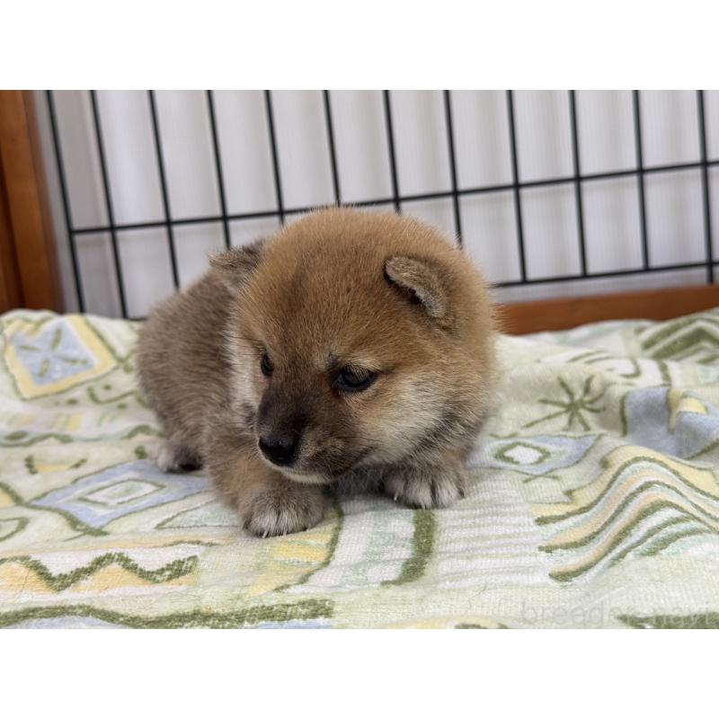 販売中の岡山県の豆柴-401844の2枚目