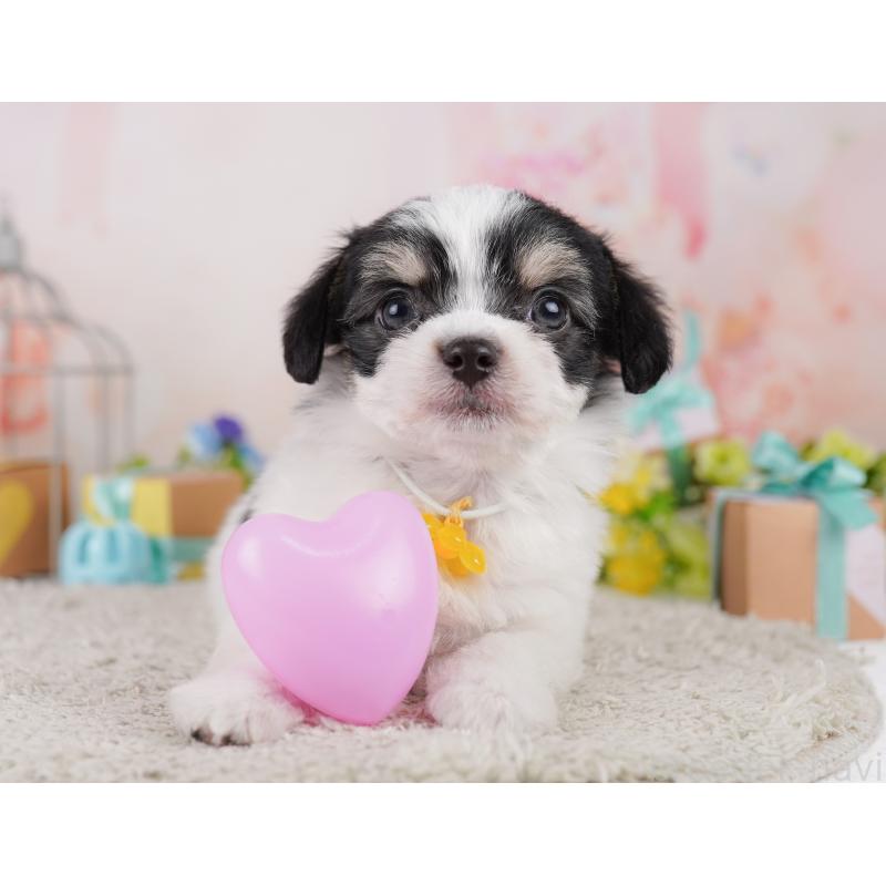 販売中の神奈川県のミックス犬-401851の11枚目