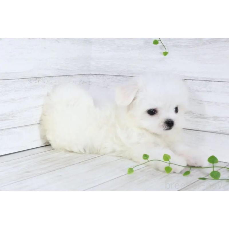 販売中の京都府のマルチーズ-401853