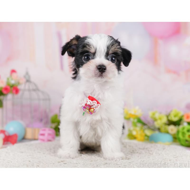 販売中の神奈川県のミックス犬-401854の14枚目