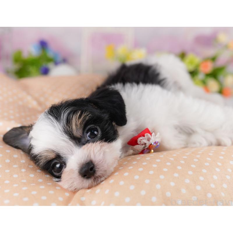 販売中の神奈川県のミックス犬-401854の11枚目