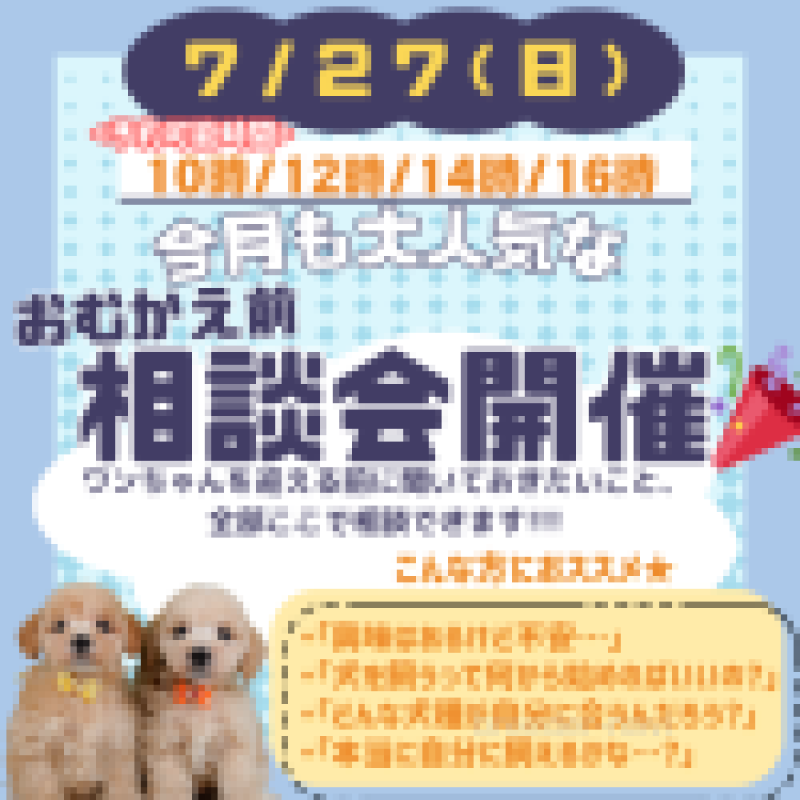 販売中の神奈川県のチワワ(ロングコート)-401860の4枚目