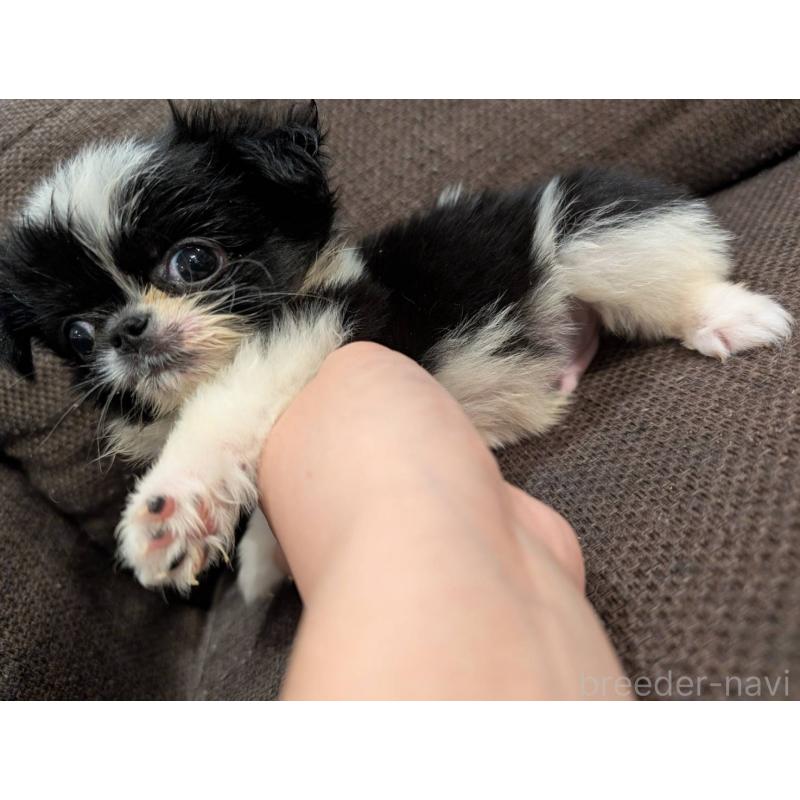 販売中の大阪府のミックス犬-401869の1枚目