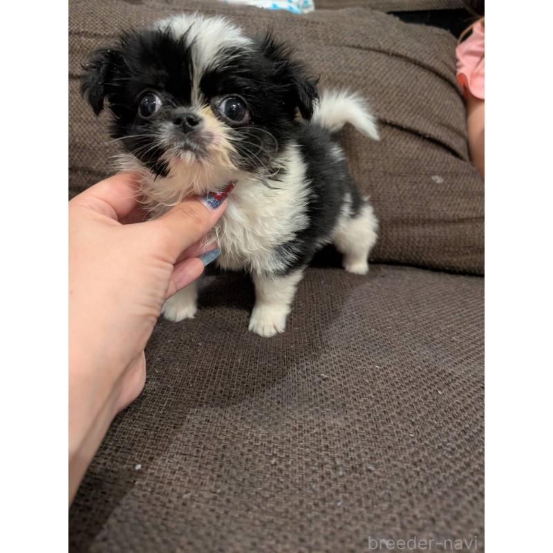販売中の大阪府のミックス犬-401869の2枚目