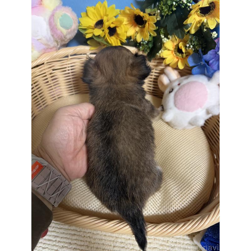 販売中の福岡県のチワワ(ロングコート)-401870の8枚目