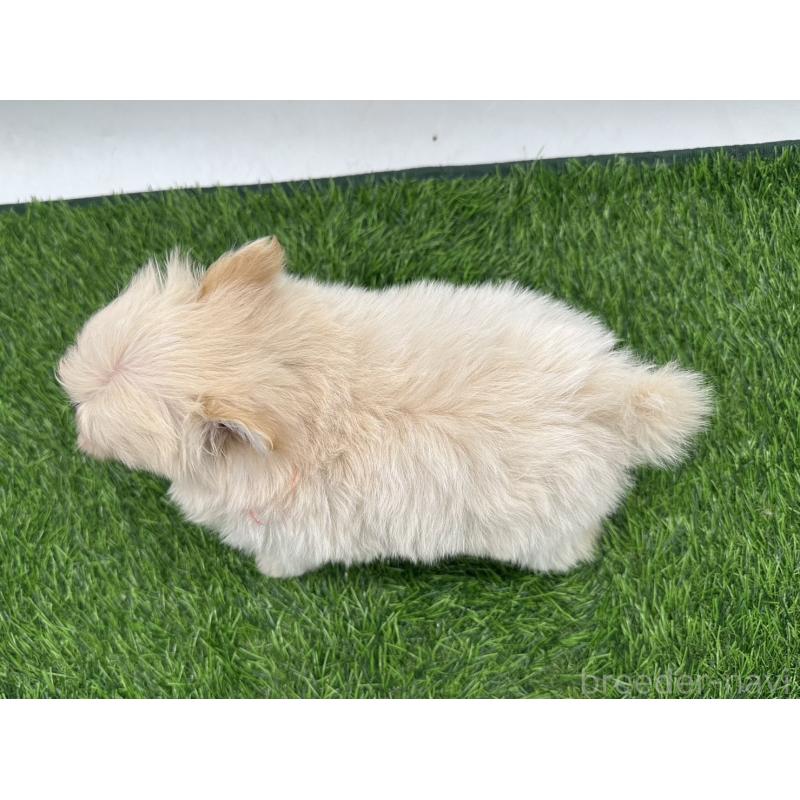 成約済の愛知県のポメマル:ポメラニアン×マルチーズ-398397の9枚目
