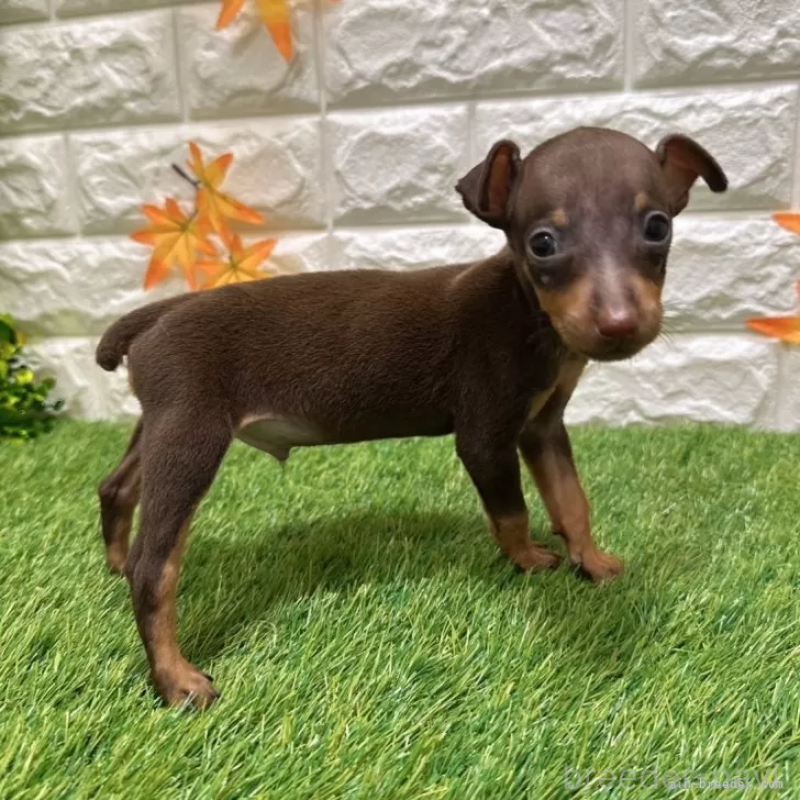 成約済の愛知県のミニチュアピンシャー(ミニピン)-400513の5枚目