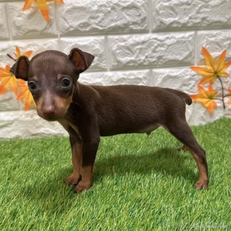 成約済の愛知県のミニチュアピンシャー(ミニピン)-400513の4枚目