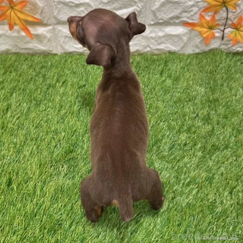 成約済の愛知県のミニチュアピンシャー(ミニピン)-400513の2枚目