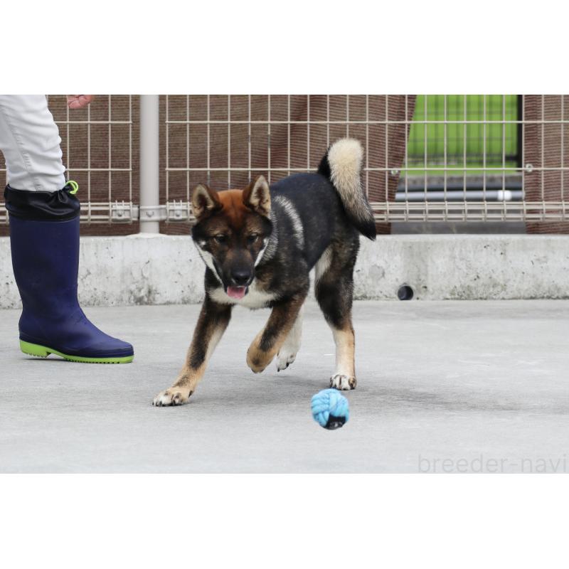販売中の愛媛県の四国犬-401901の7枚目